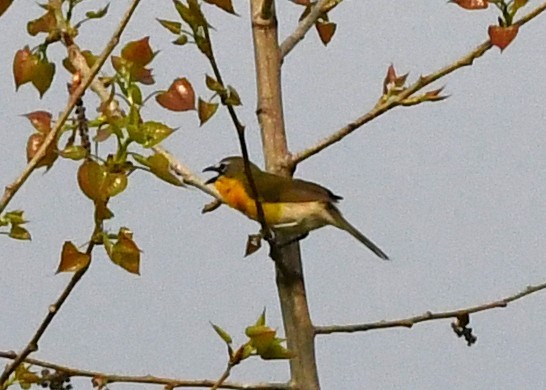 Yellow-breasted Chat - ML639927774