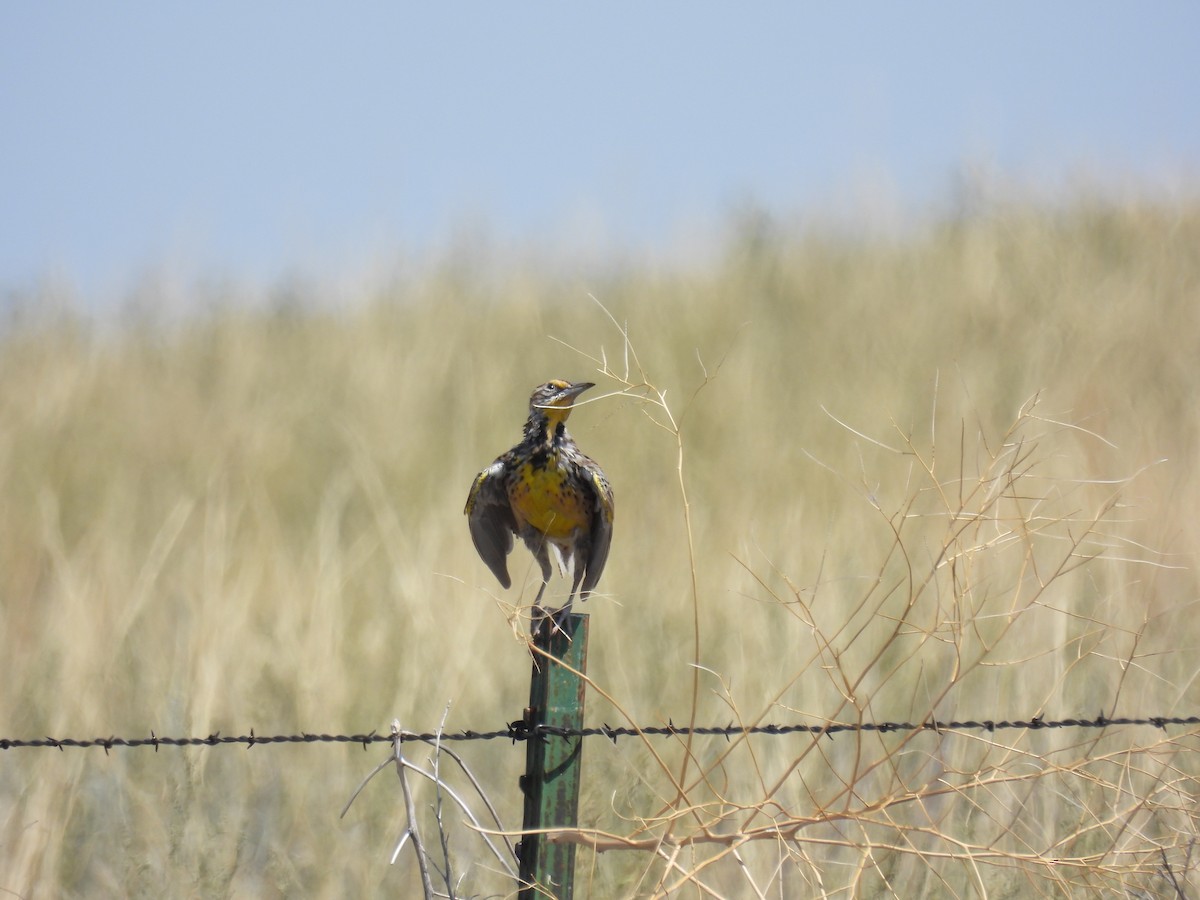 Western Meadowlark - ML639927775