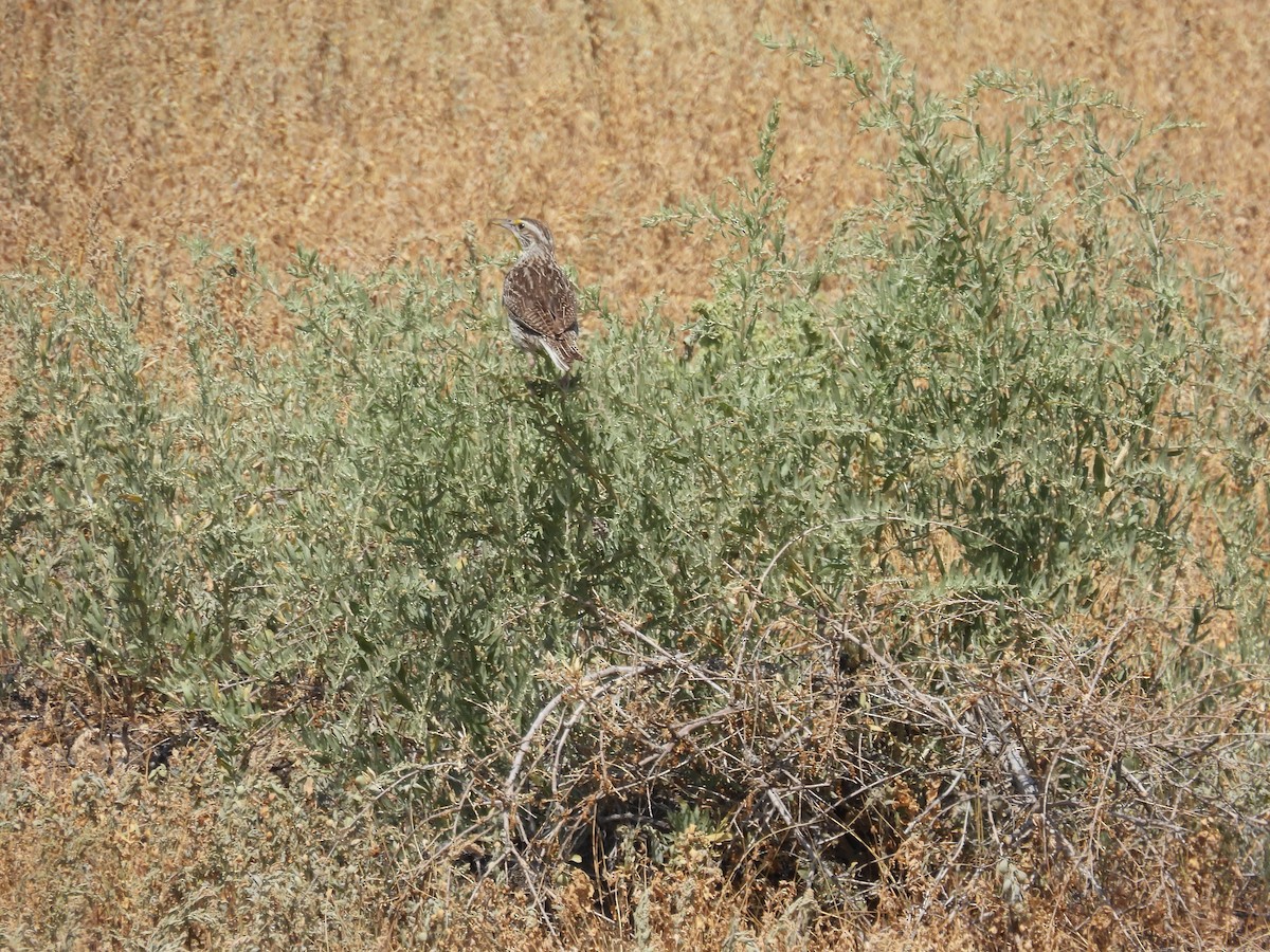 Western Meadowlark - ML639927776