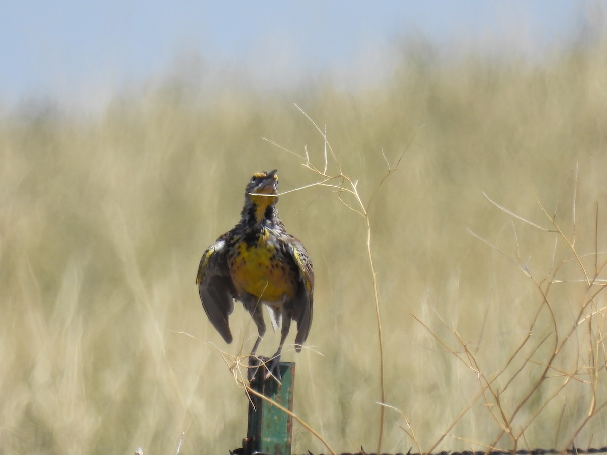 Western Meadowlark - ML639927777