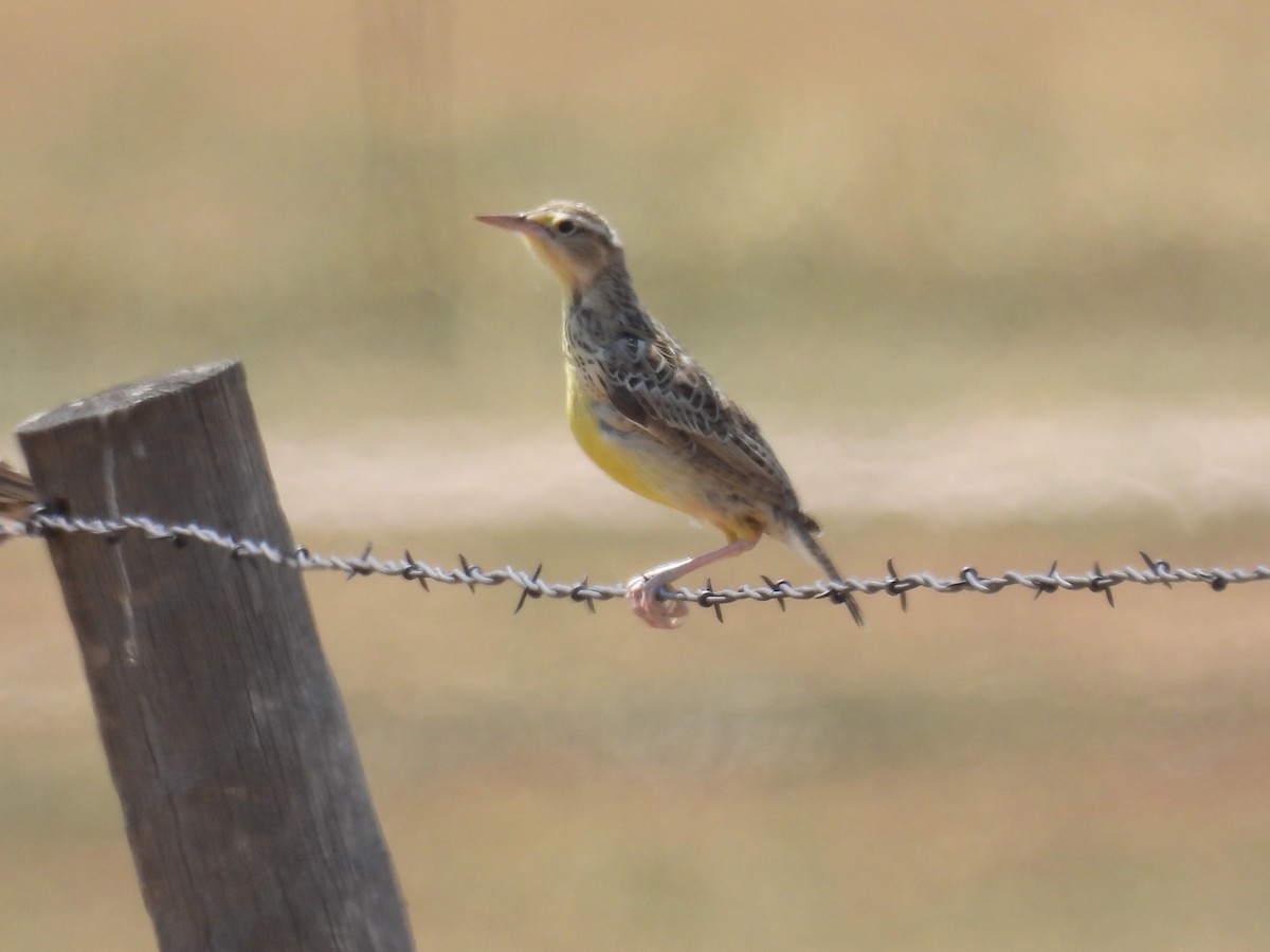 Western Meadowlark - ML639927778