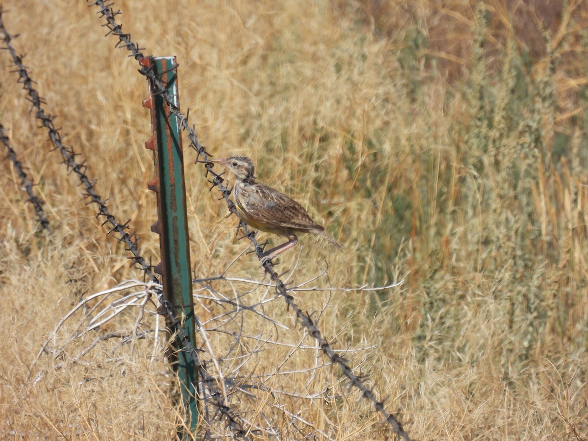 Western Meadowlark - ML639927779
