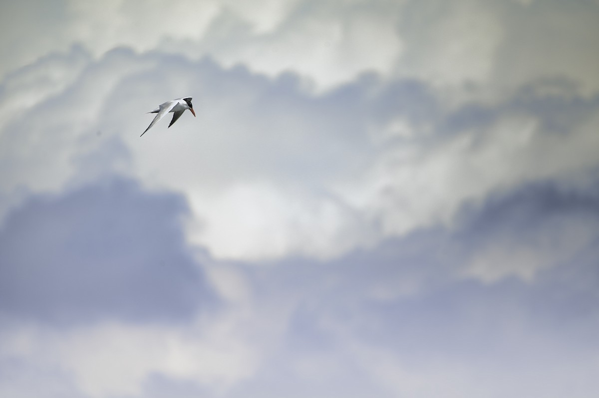 Caspian Tern - ML639927796