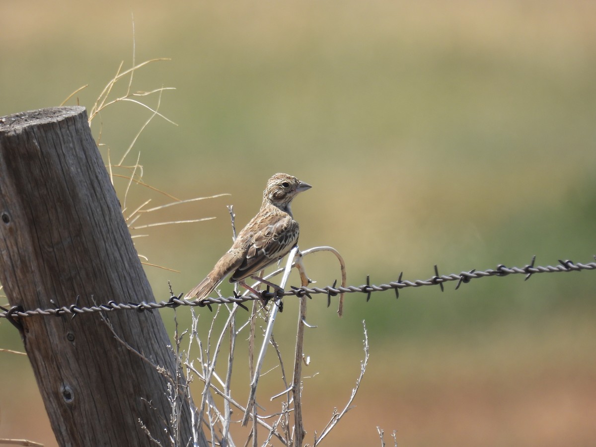 Lark Bunting - ML639927816