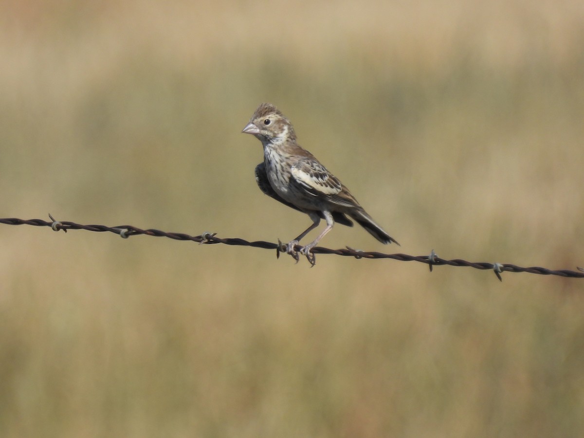 Lark Bunting - ML639927817
