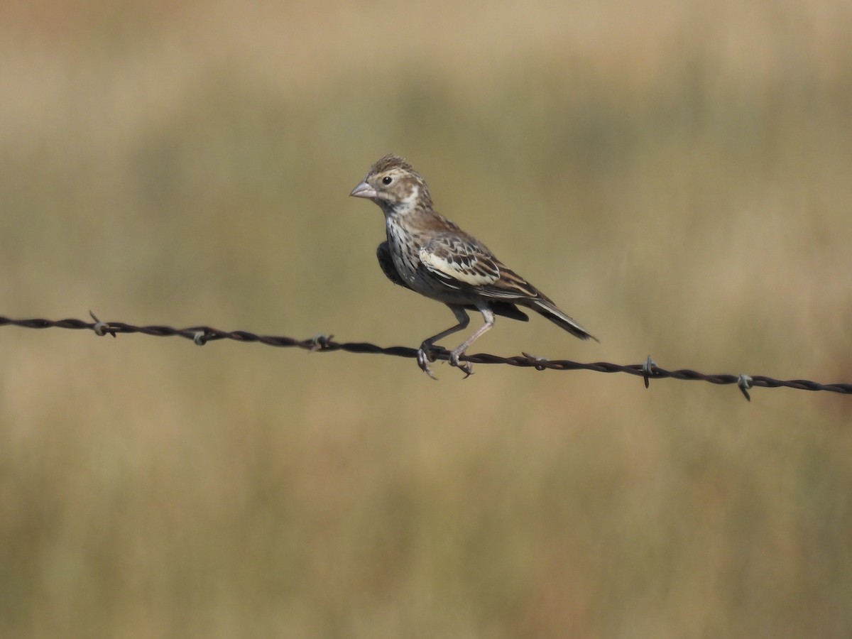 Lark Bunting - ML639927818