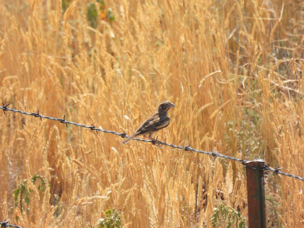Lark Bunting - ML639927819