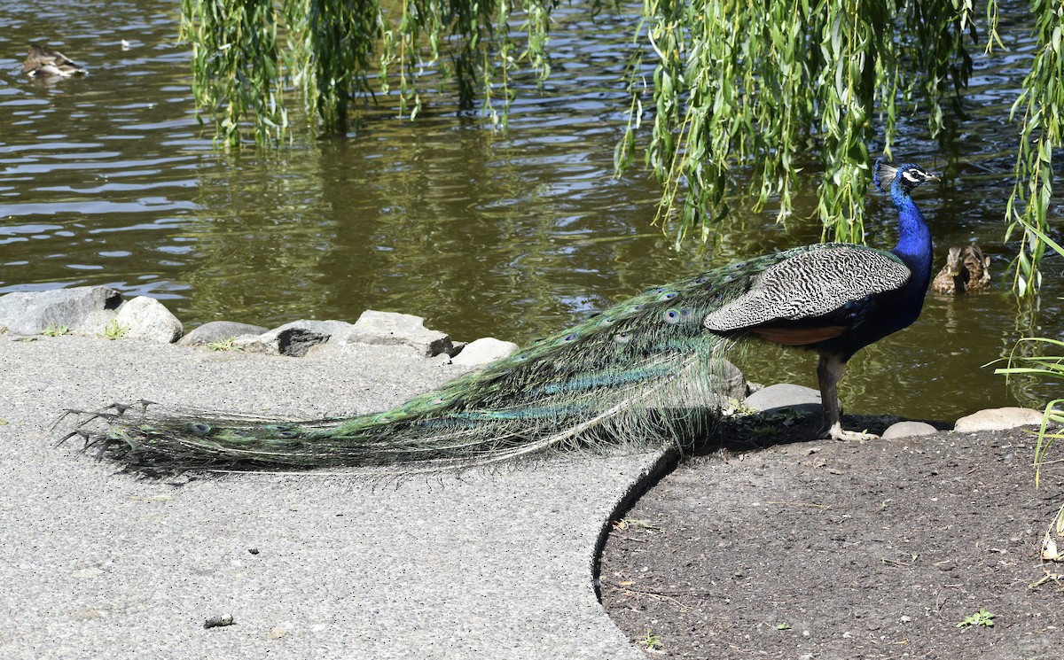 Indian Peafowl - ML639927834