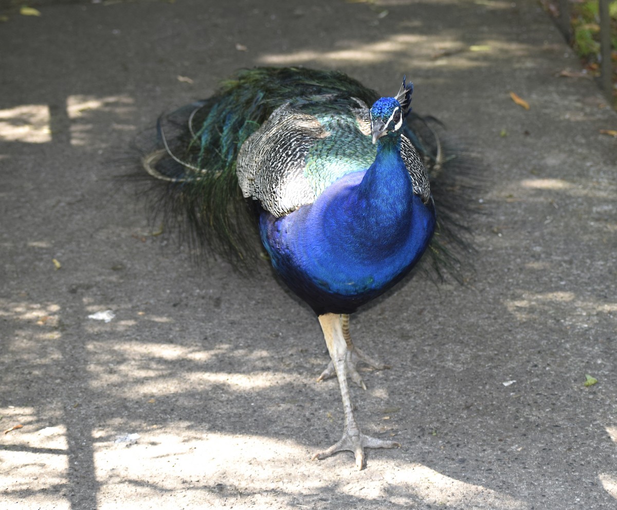 Indian Peafowl - ML639927846