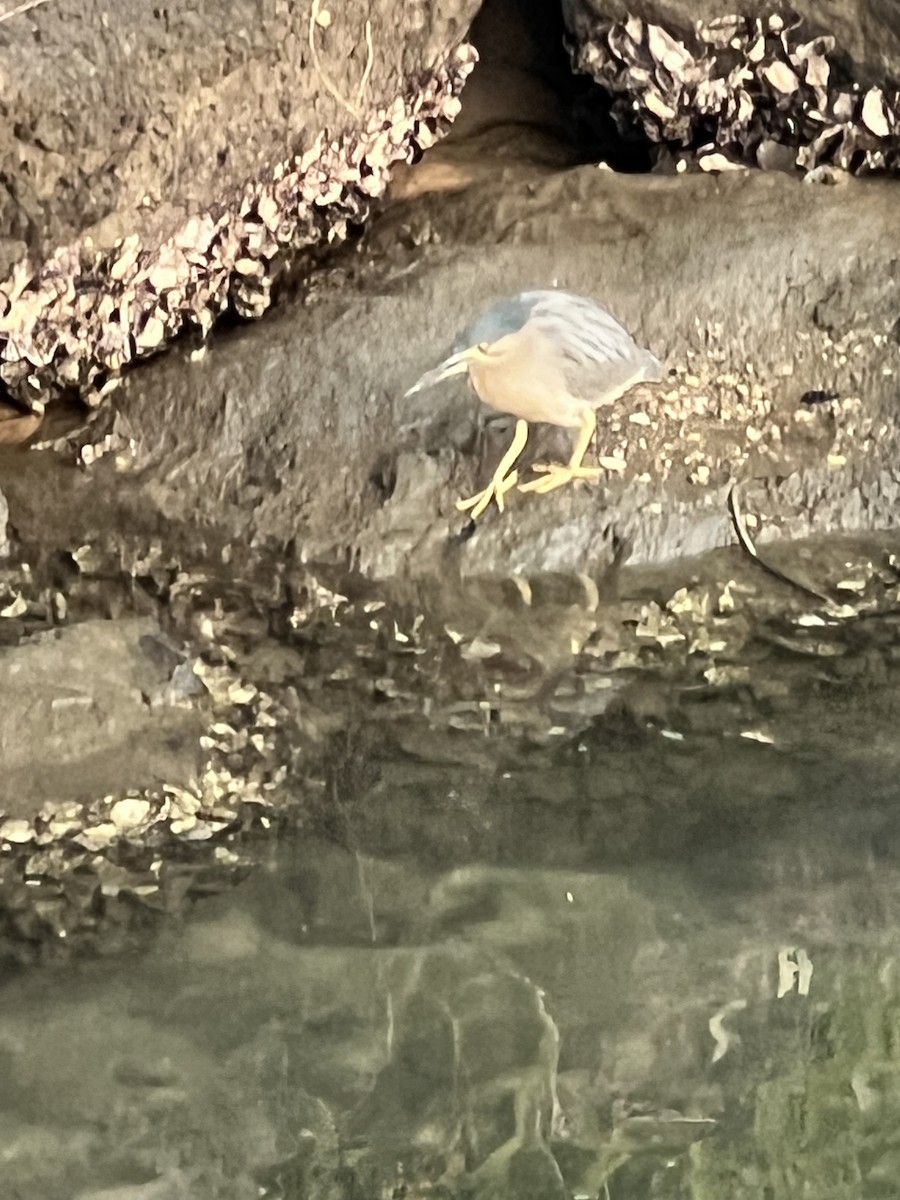 綠簑鷺 - ML639927876