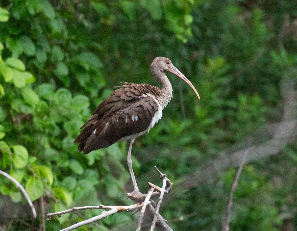 White Ibis - ML639927886