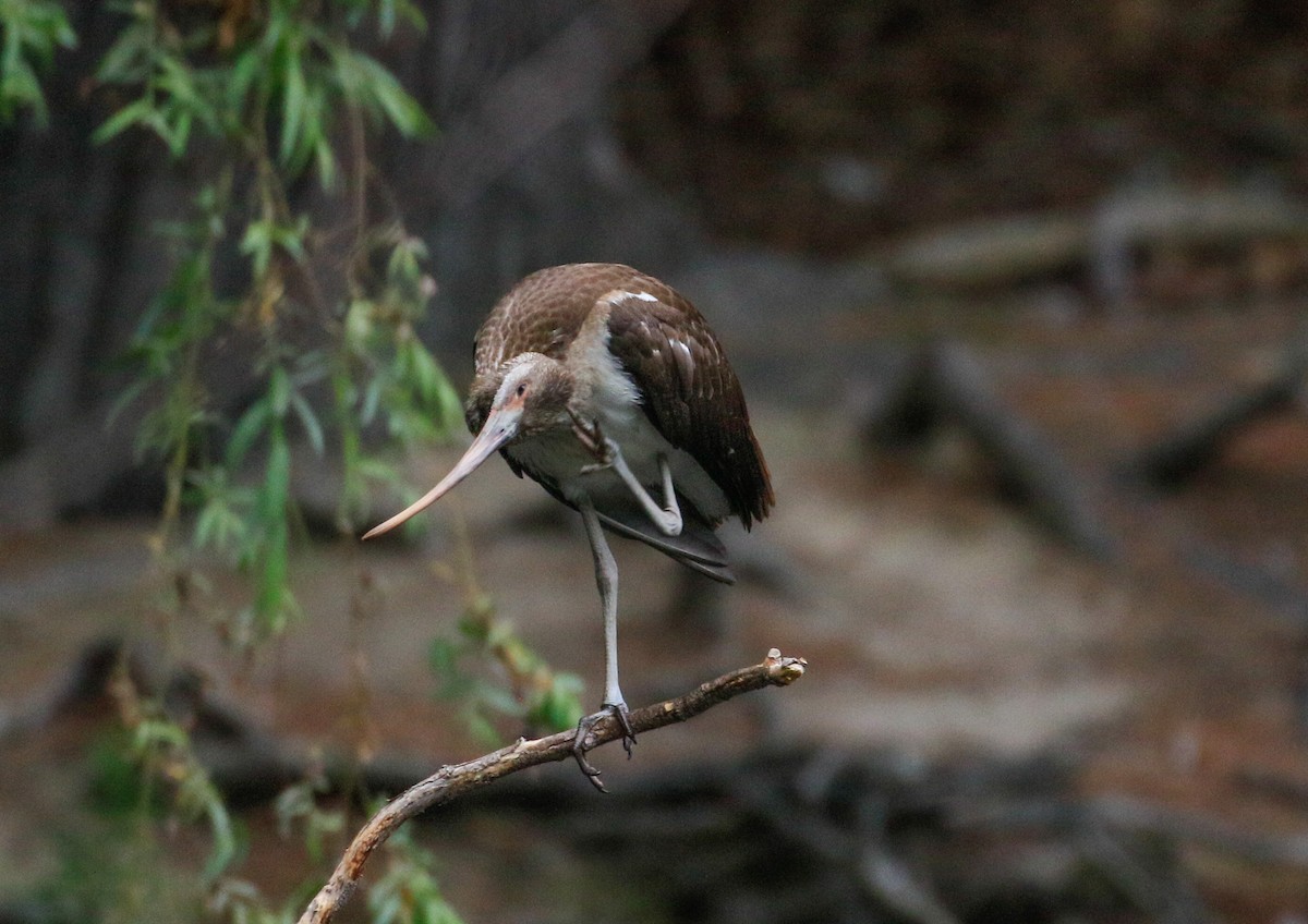 White Ibis - ML639927887