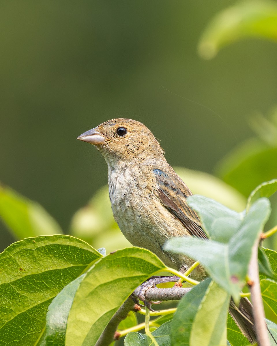 ルリノジコ - ML639927890