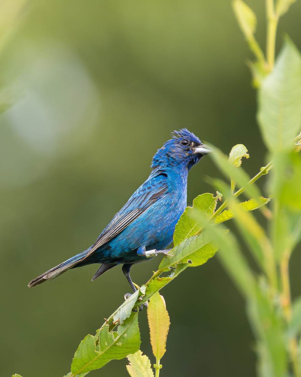 ルリノジコ - ML639927897