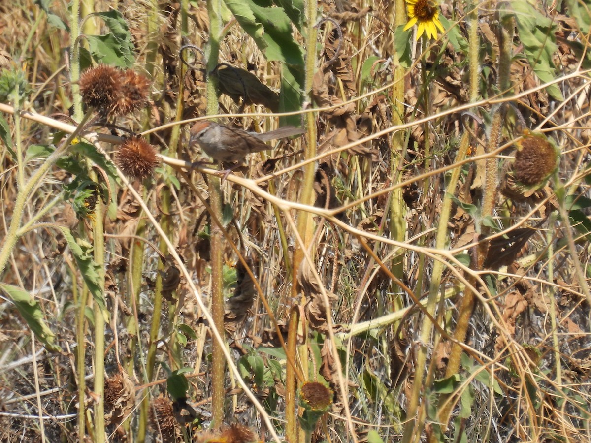Chipping Sparrow - ML639927898