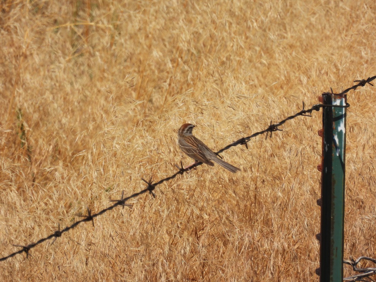 Chipping Sparrow - ML639927899