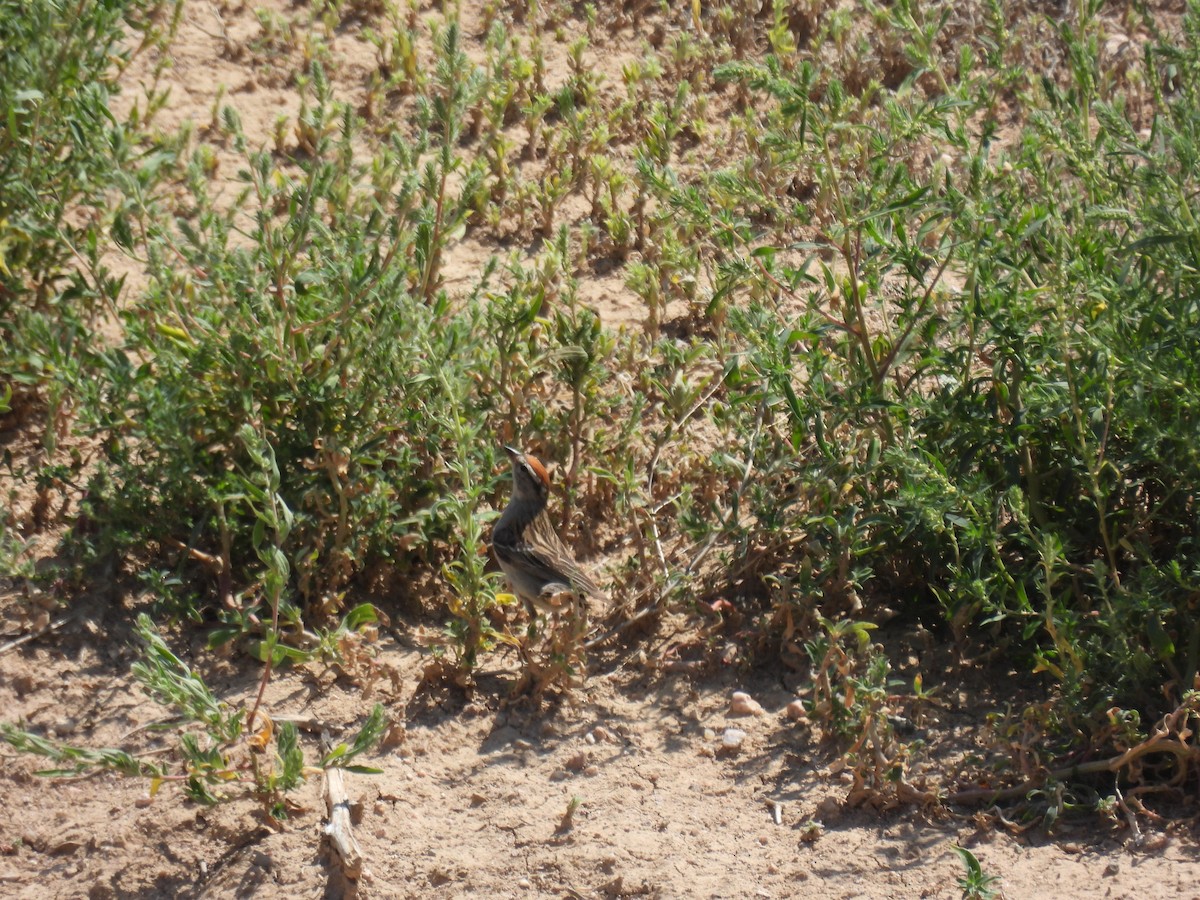 Chipping Sparrow - ML639927900