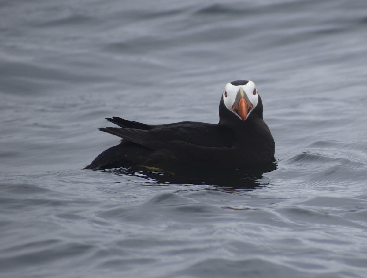 Tufted Puffin - ML639927947