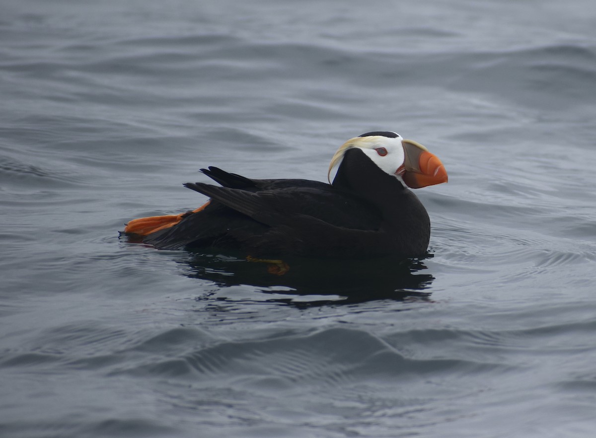Tufted Puffin - ML639927948