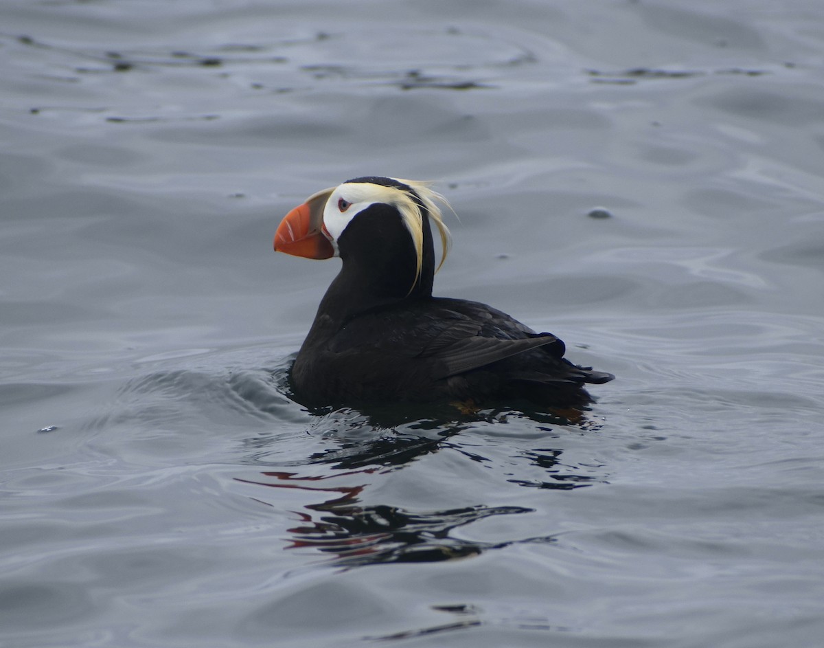 Tufted Puffin - ML639927960