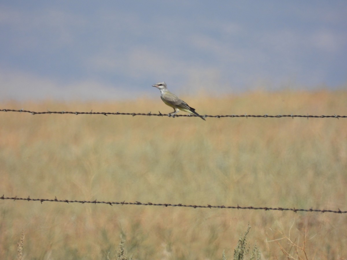 Western Kingbird - ML639927980