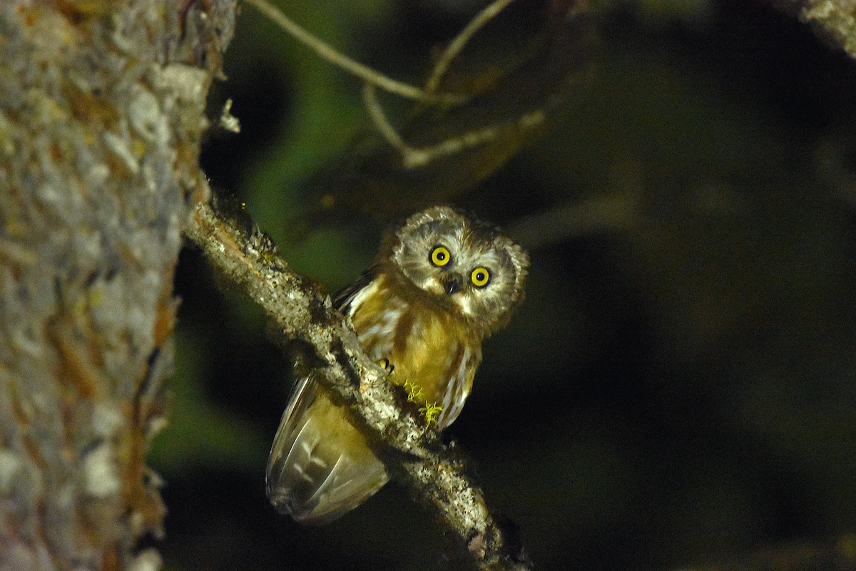 Northern Saw-whet Owl - ML639928034