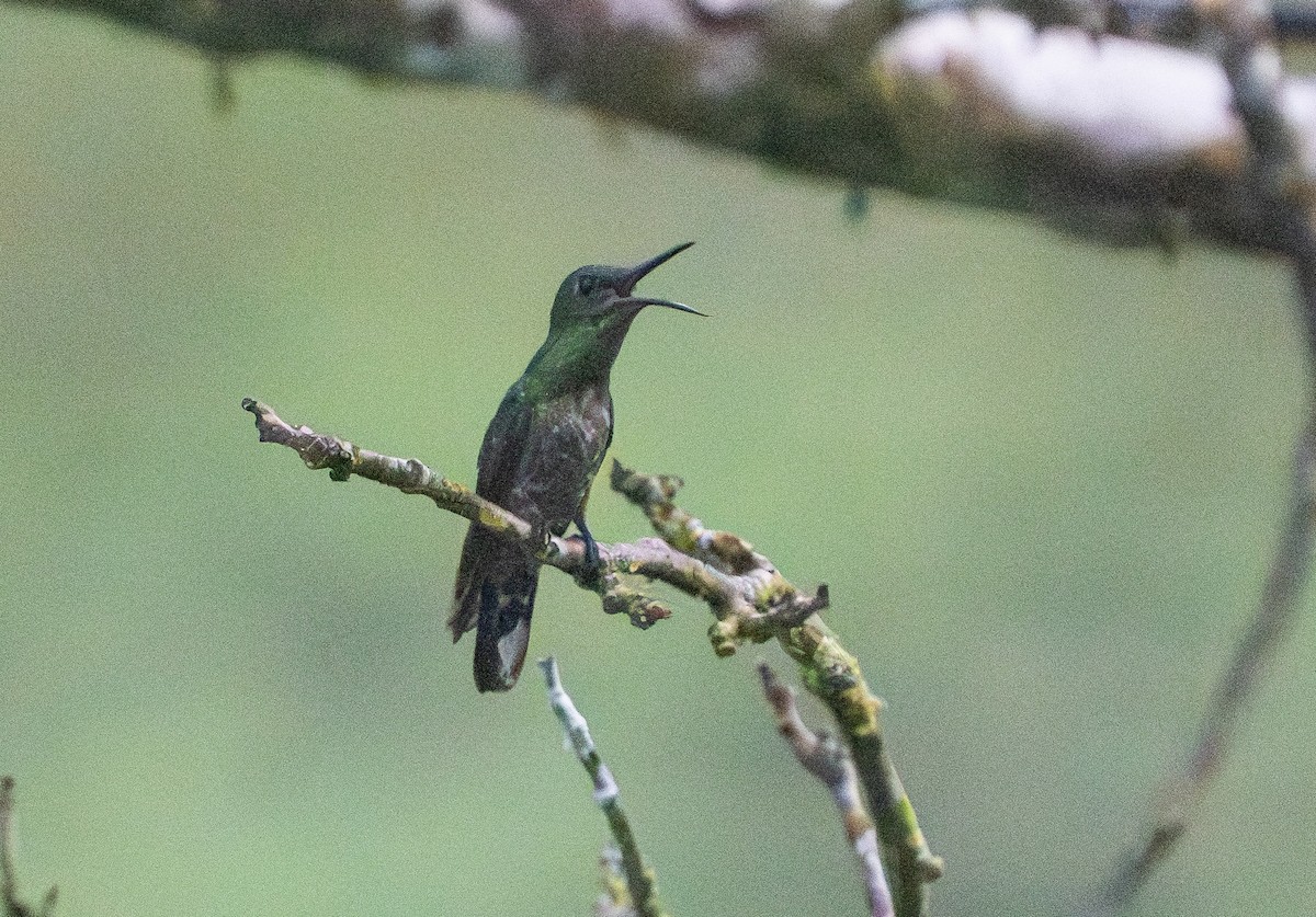 Scaly-breasted Hummingbird - ML639928047