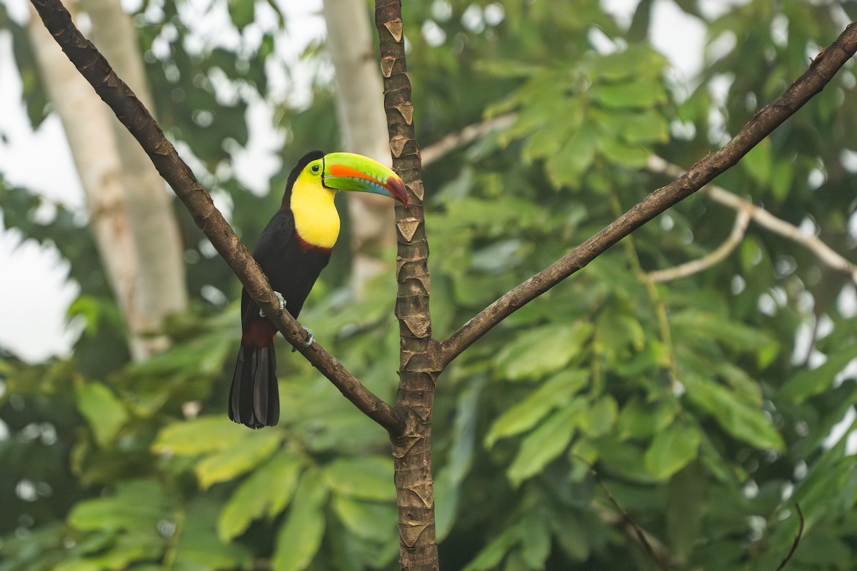 Keel-billed Toucan - ML639928056