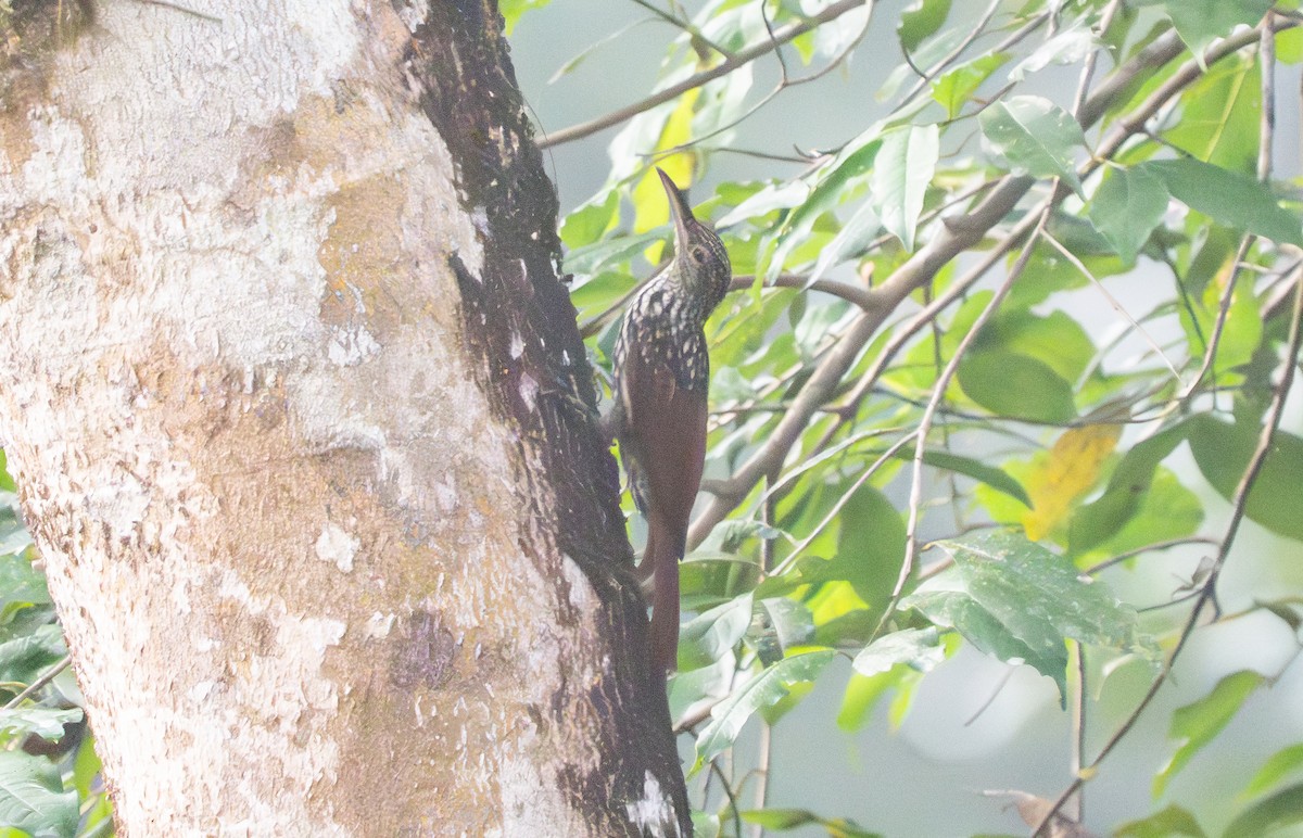 Black-striped Woodcreeper - ML639928078