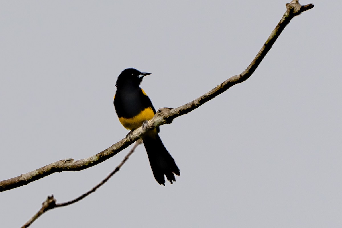 Black-cowled Oriole - ML639928104