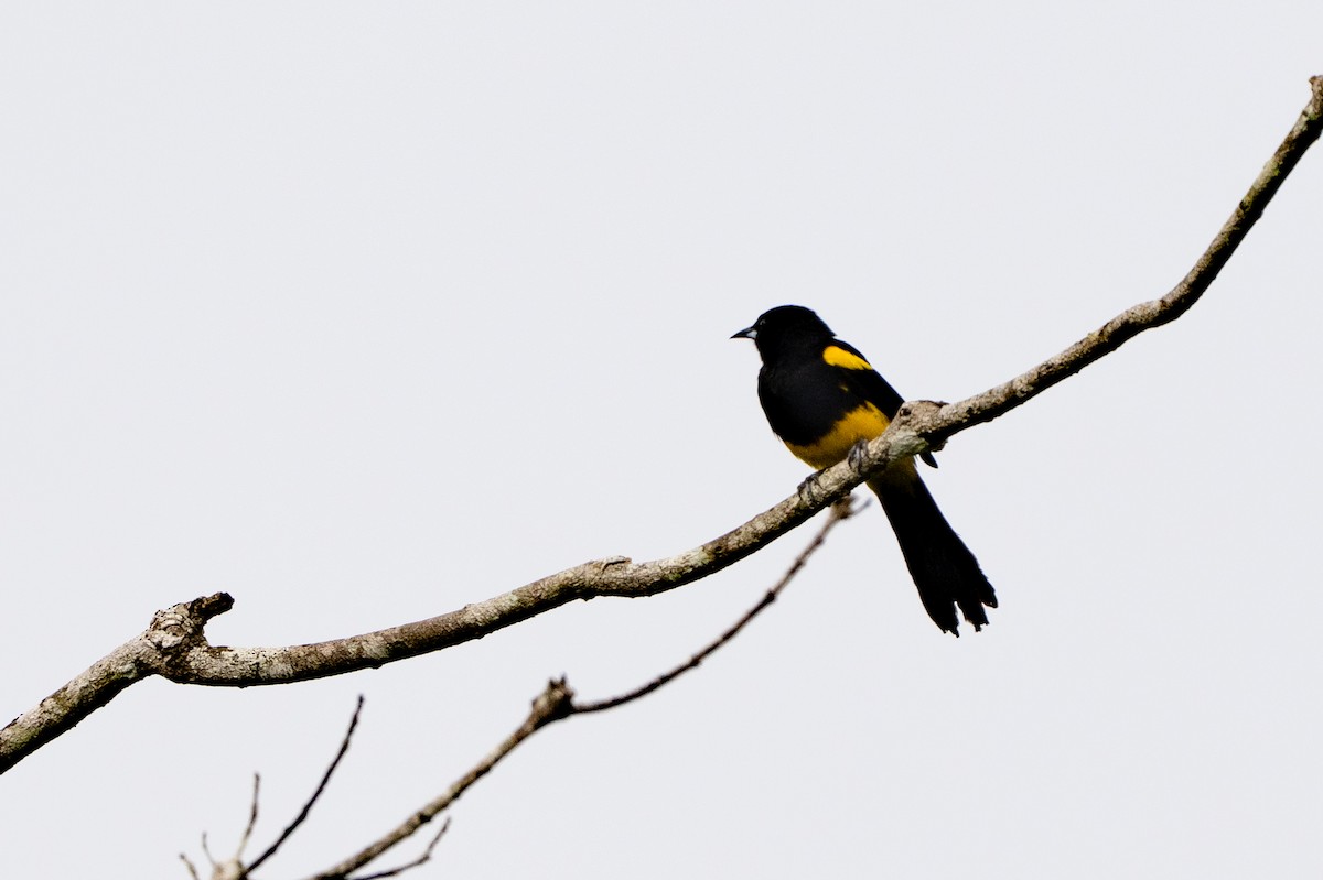Black-cowled Oriole - ML639928105