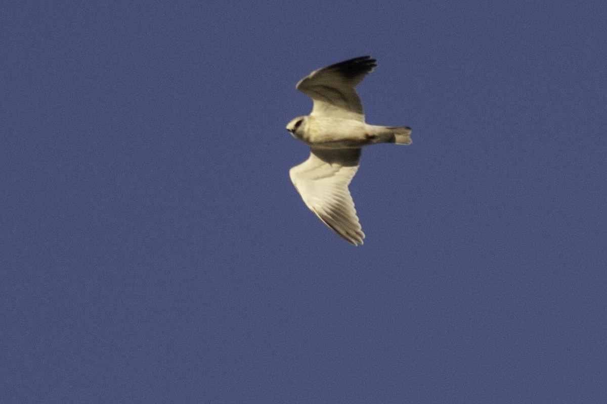 Black-winged Kite - ML63992811