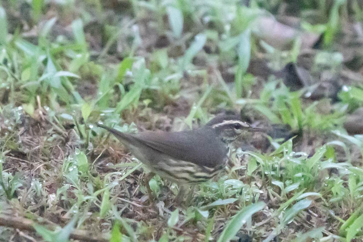 Northern Waterthrush - ML639928113