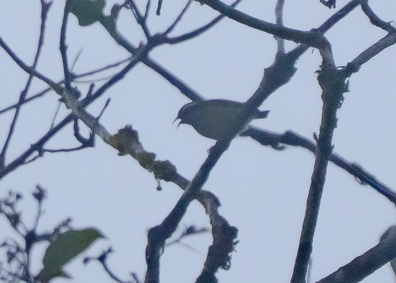 Bananaquit - ML639928124