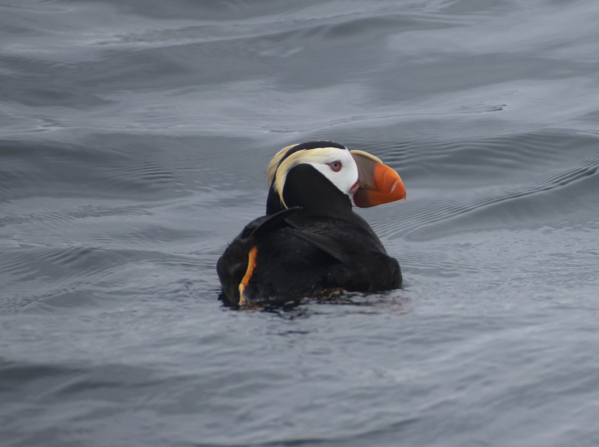 Tufted Puffin - ML639928140