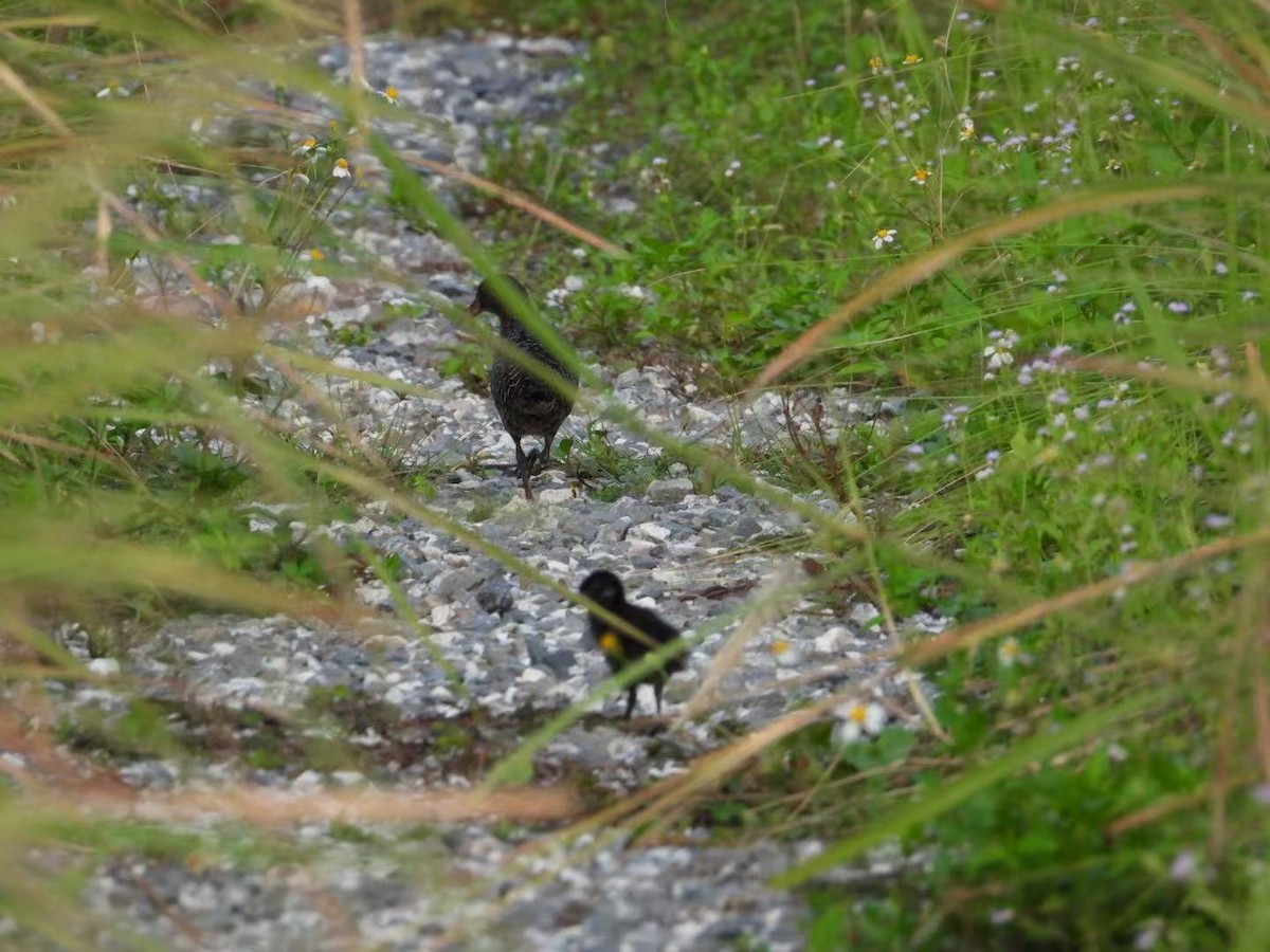 Slaty-breasted Rail - ML639928155