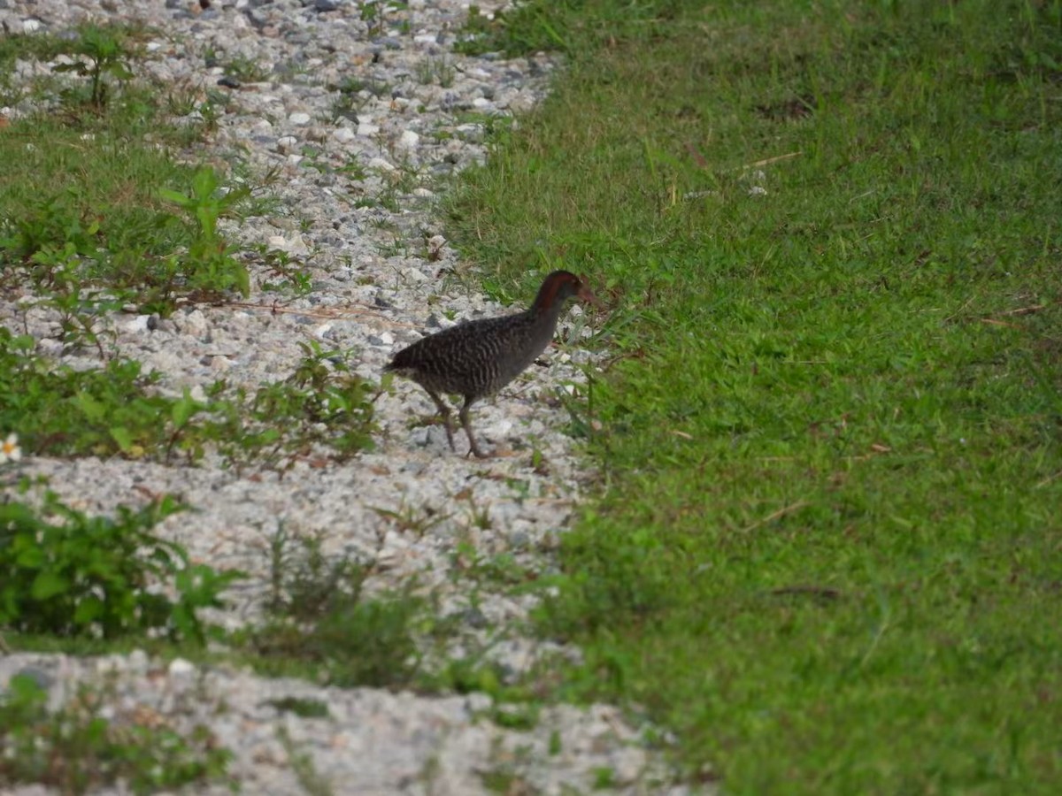 Slaty-breasted Rail - ML639928156