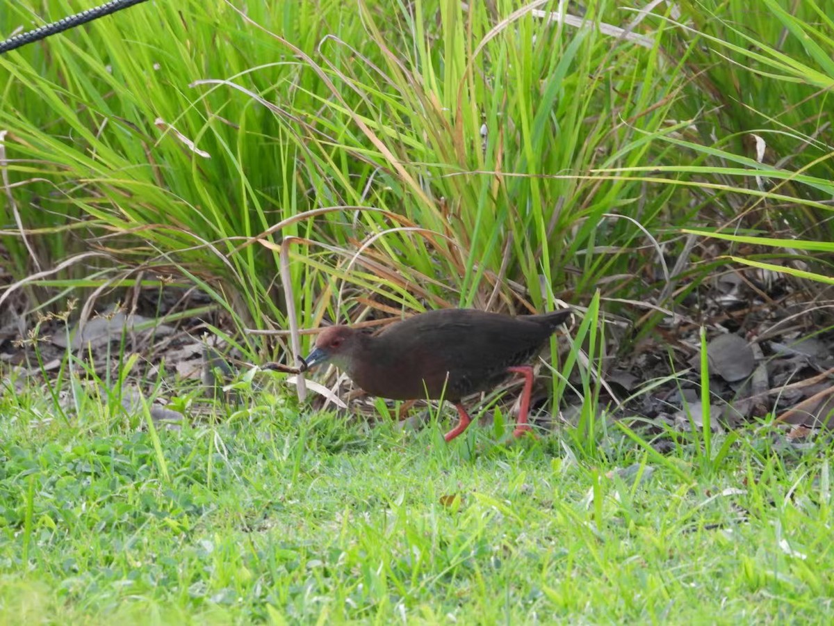 Ruddy-breasted Crake - ML639928163