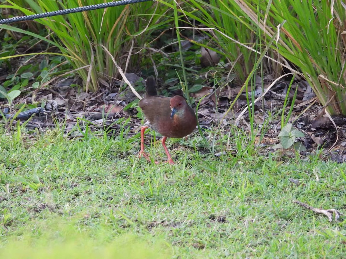 Ruddy-breasted Crake - ML639928164