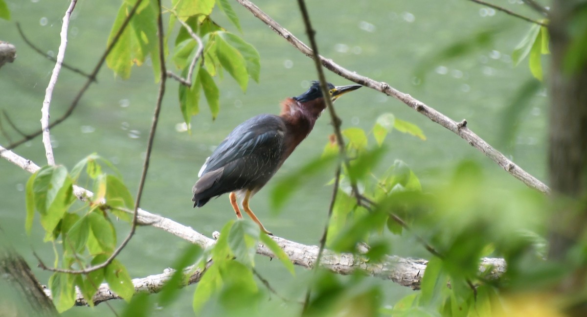 Green Heron (virescens/bahamensis) - ML639928197