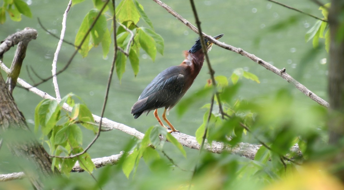 Green Heron (virescens/bahamensis) - ML639928198