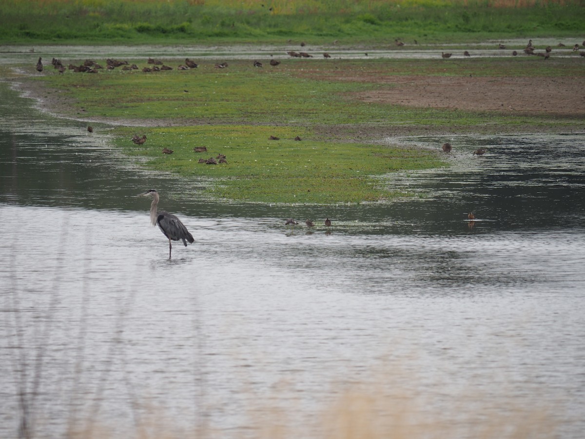 Great Blue Heron - ML639928245