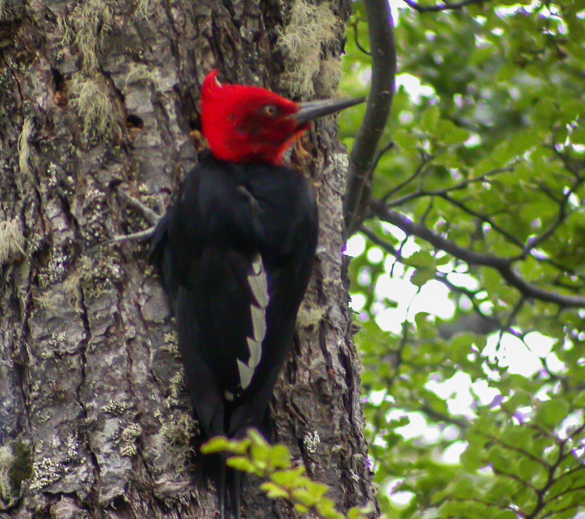 Magellanic Woodpecker - ML639928316