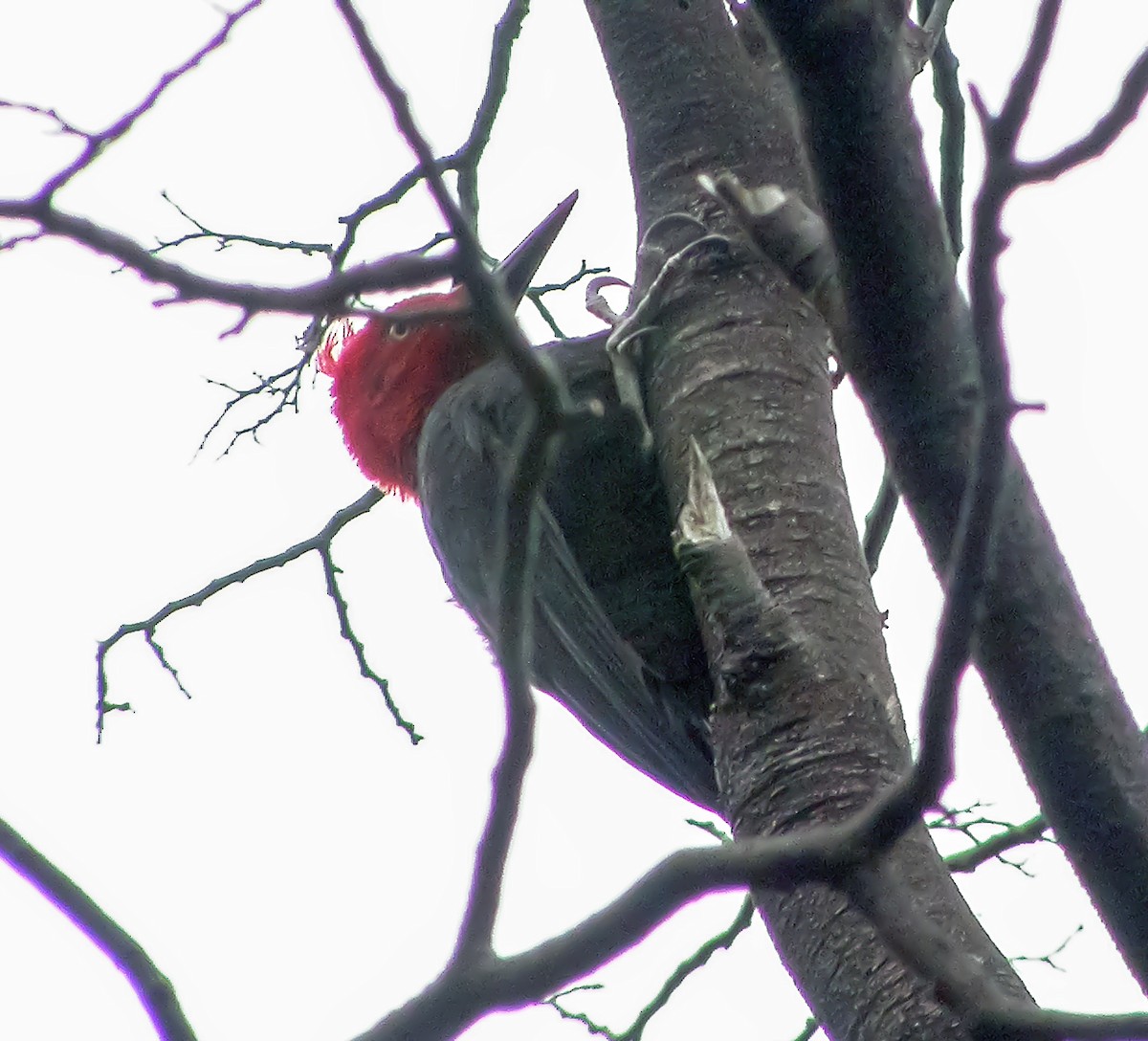 Magellanic Woodpecker - ML639928319