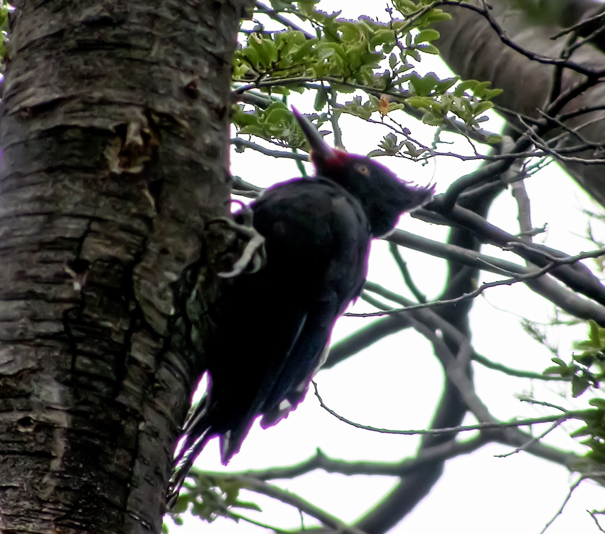 Magellanic Woodpecker - ML639928326