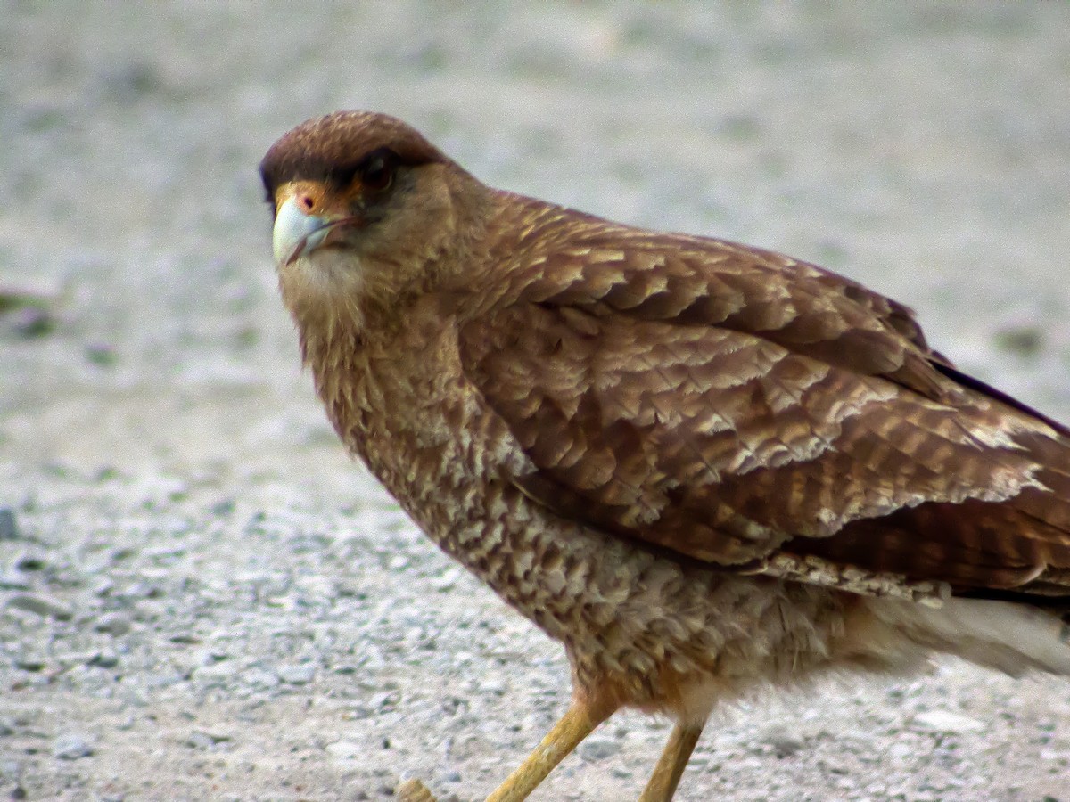 Chimango Caracara - ML639928328