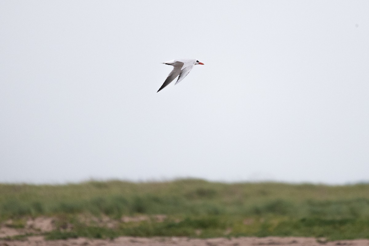 Caspian Tern - ML639928349