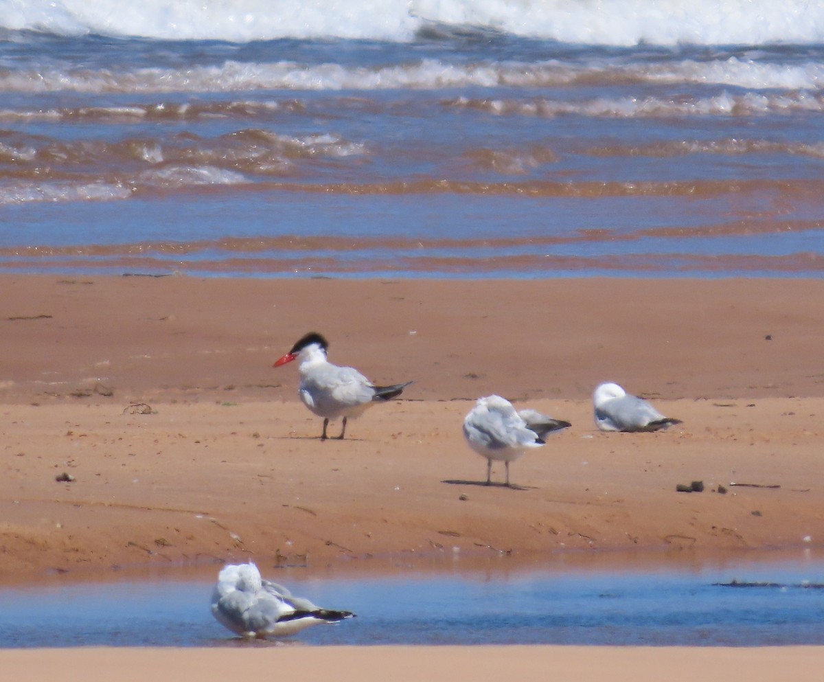Caspian Tern - ML639928394