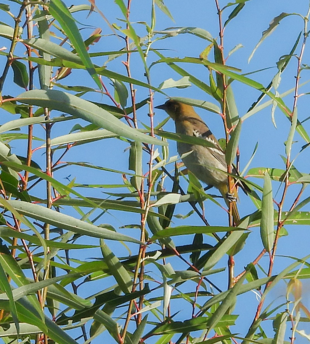 Turpial Dorsinegro - ML639928484