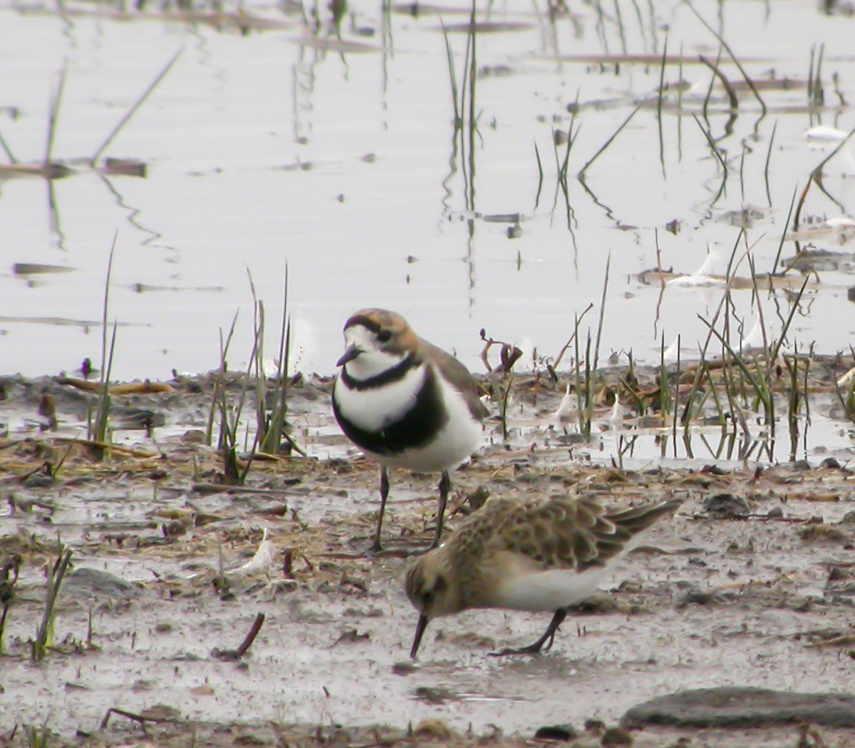 Two-banded Plover - ML639928493
